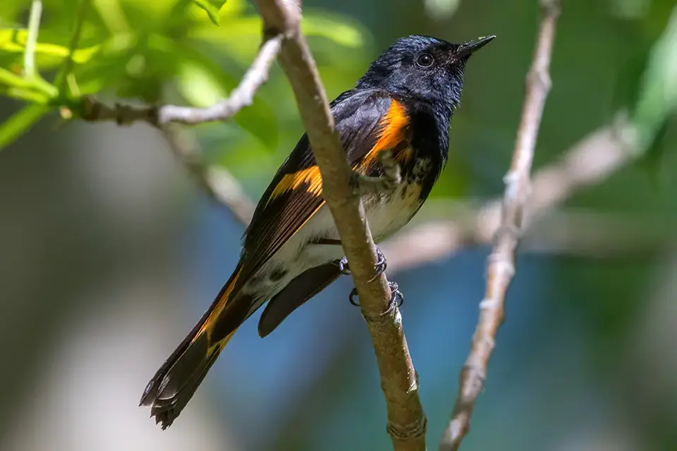 Animaux du Québec | Paruline flamboyante