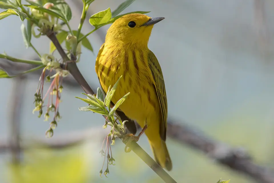 Animaux du Québec | Paruline jaune