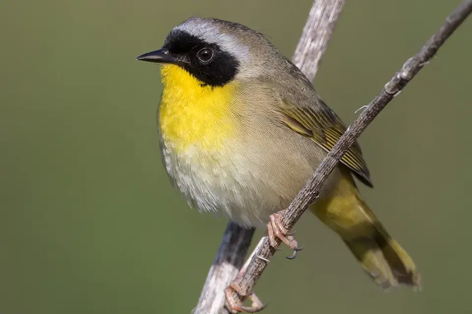 Animaux du Québec | Paruline masquée