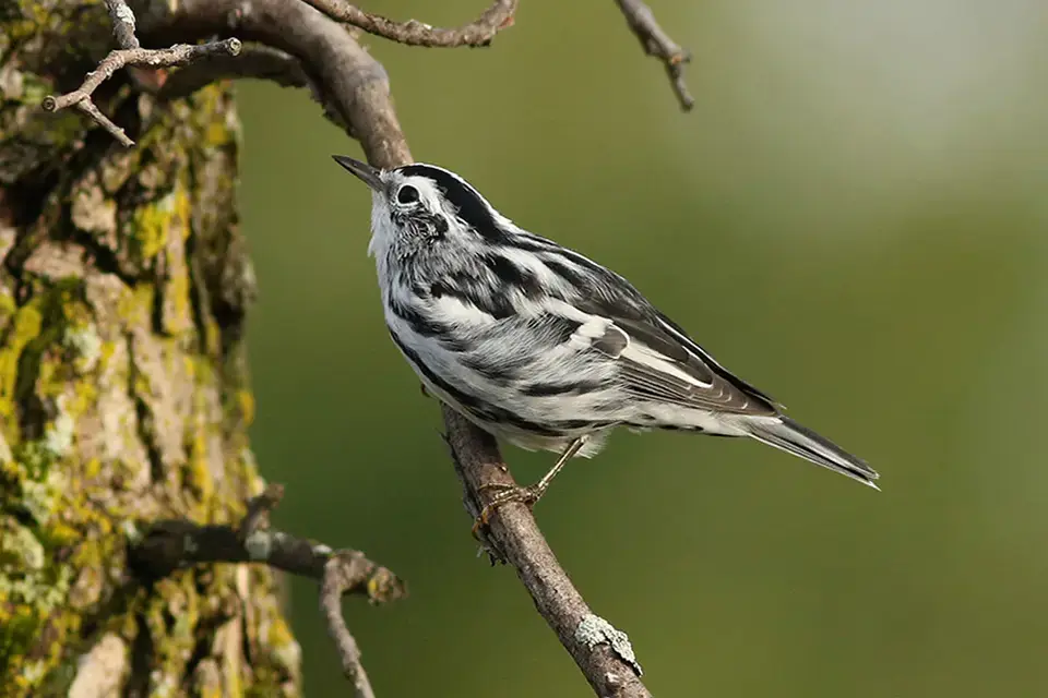 Animaux du Québec | Paruline noir et blanc