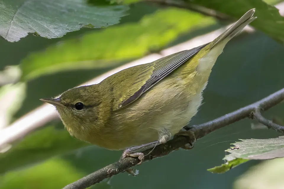 Animaux du Québec | Paruline obscure