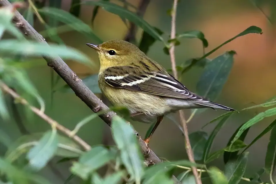 Animaux du Québec | Paruline rayée