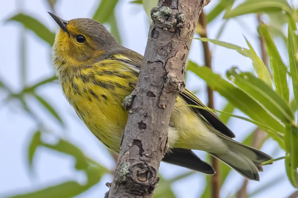 Animaux du Québec | Paruline tigrée