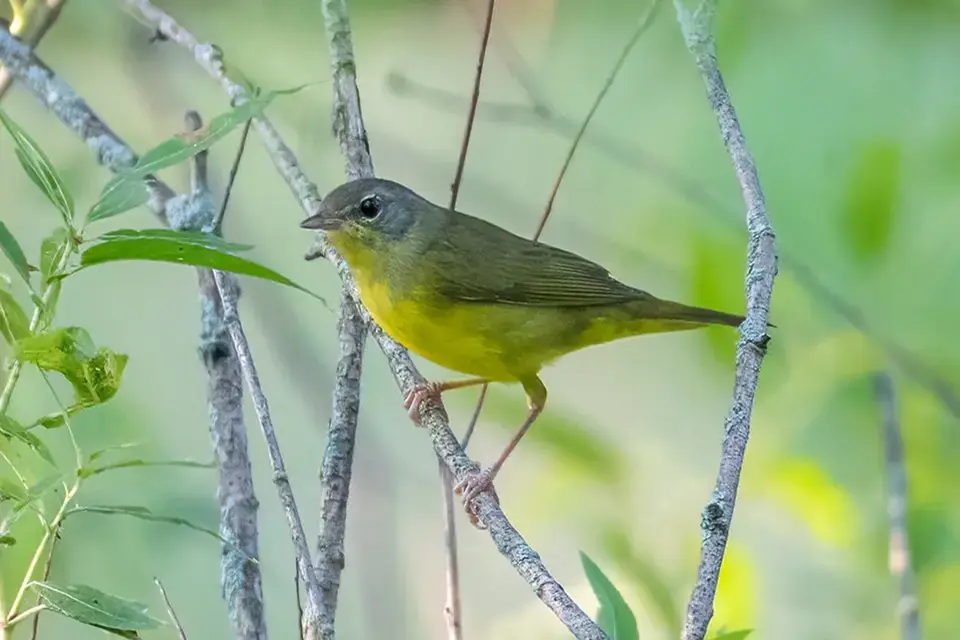 Animaux du Québec | Paruline triste