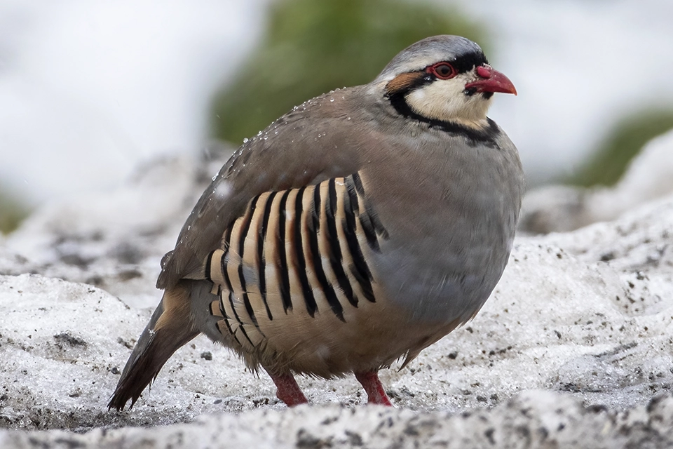 Animaux du Québec | Perdrix choukar