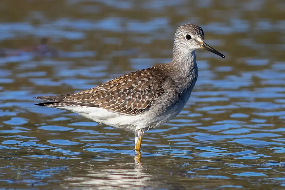 Animaux du Québec | Petit chevalier