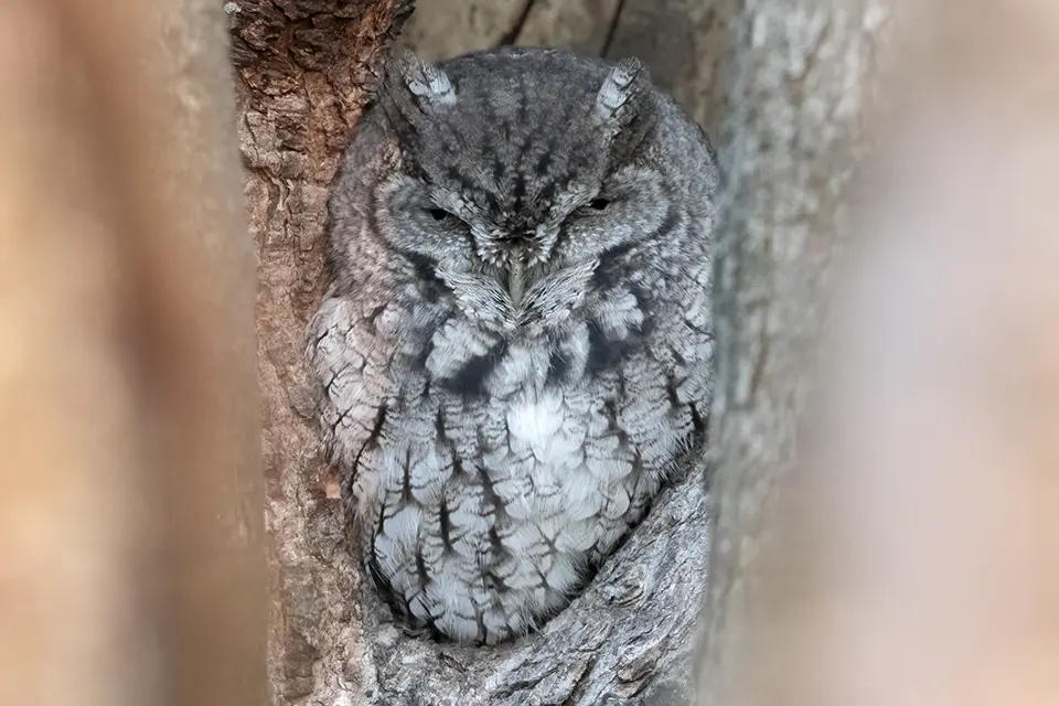 petit-duc-macule-eastern-screech-owl