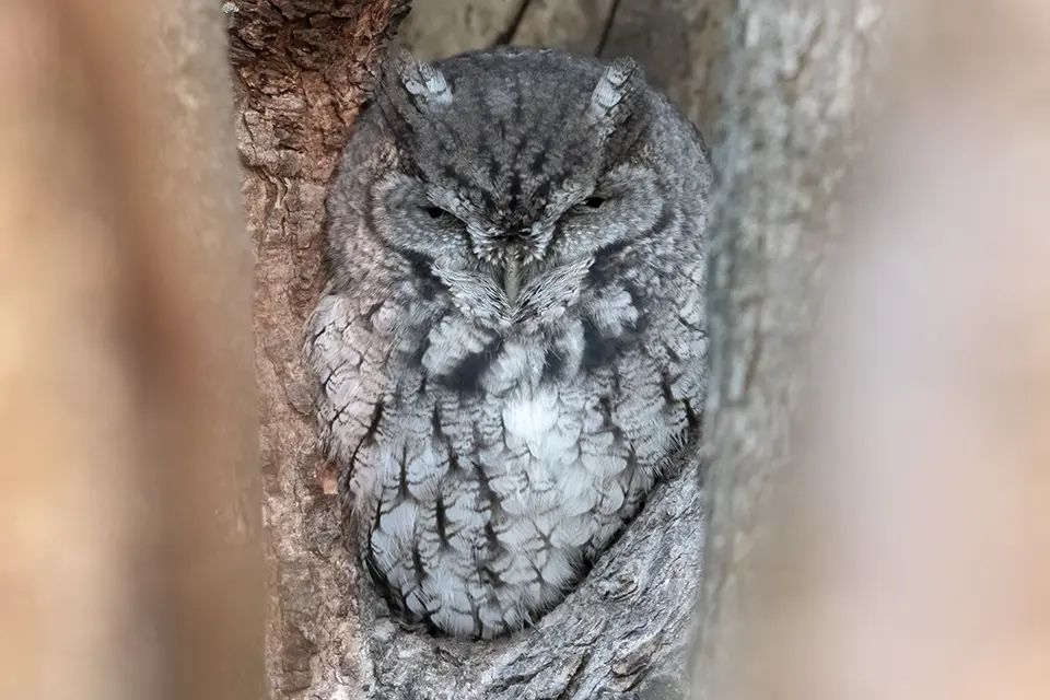 Animaux du Québec | Petit-duc maculé