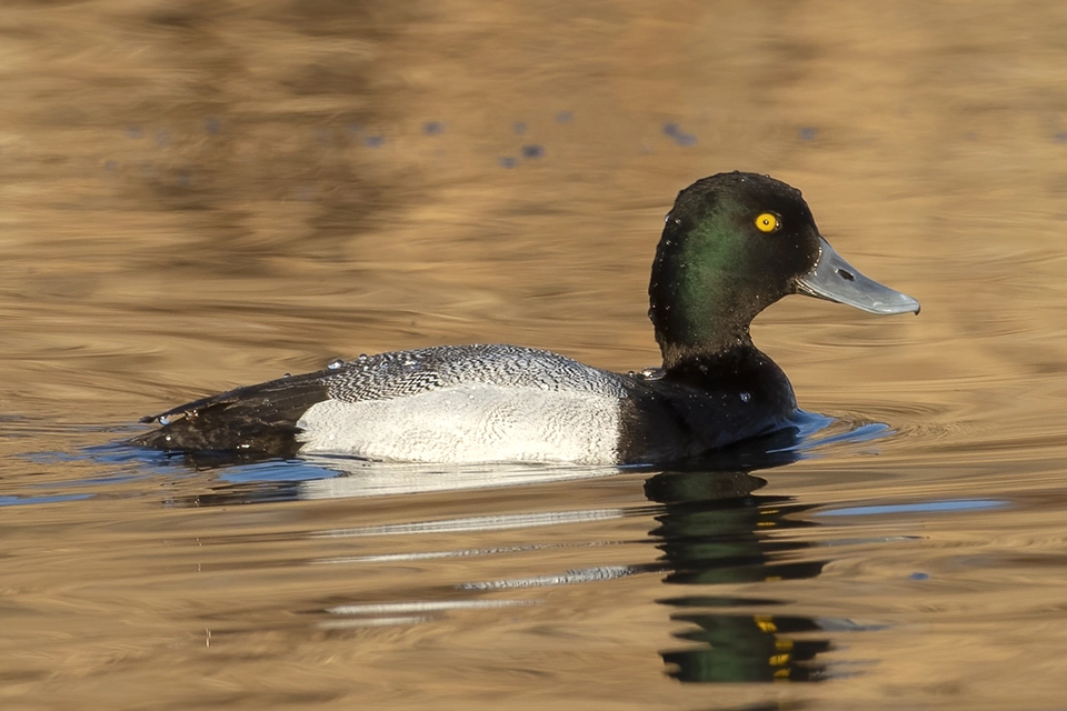 Animaux du Québec | Petit fuligule