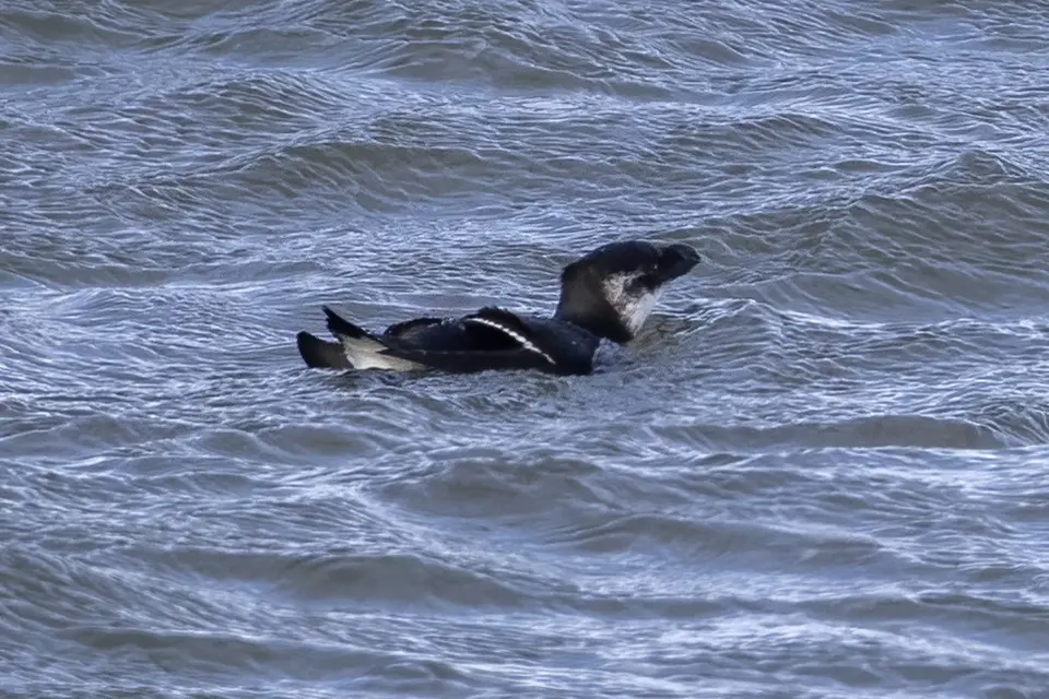 Animaux du Québec | Petit pingouin
