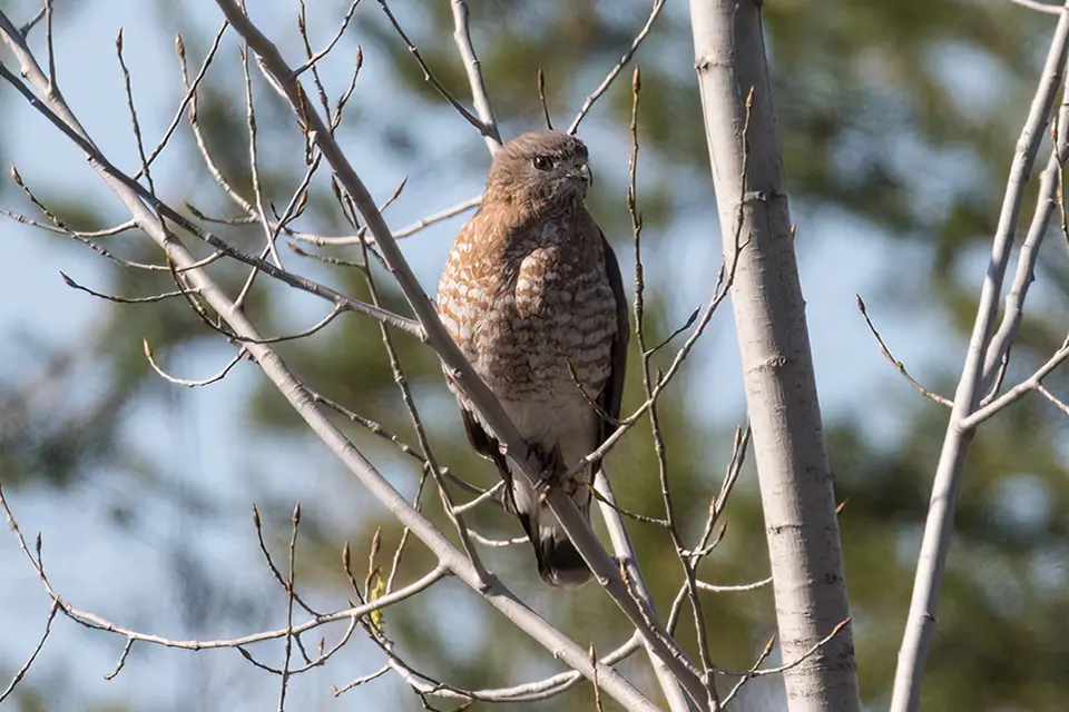 Animaux du Québec | Petite buse