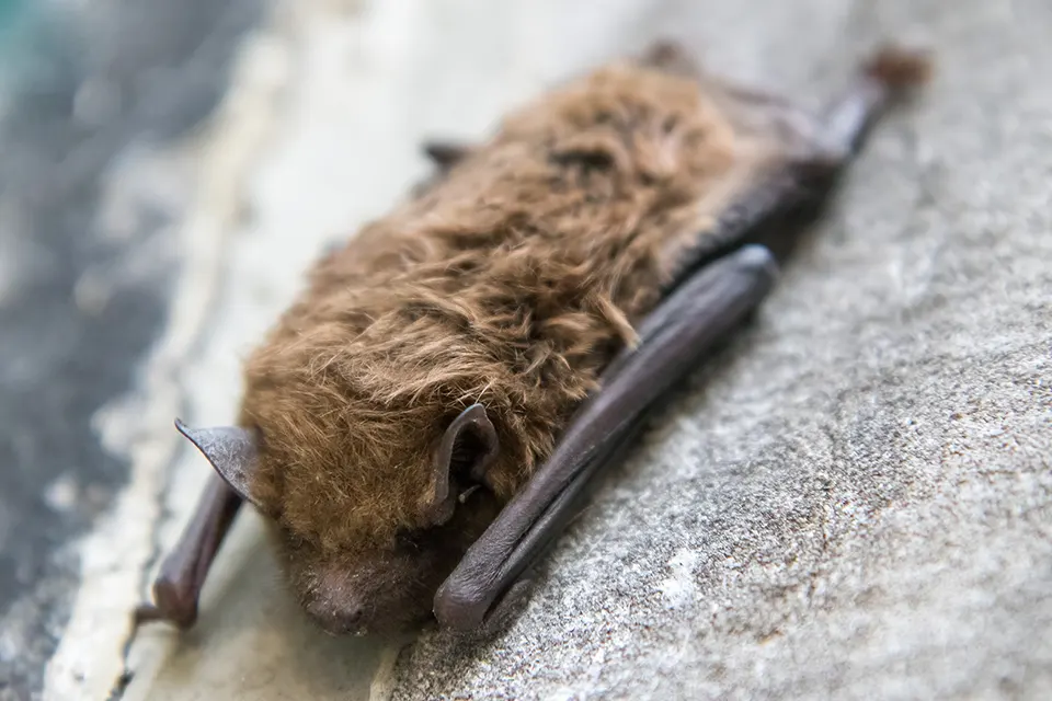 Animaux du Québec | Petite chauve-souris brune