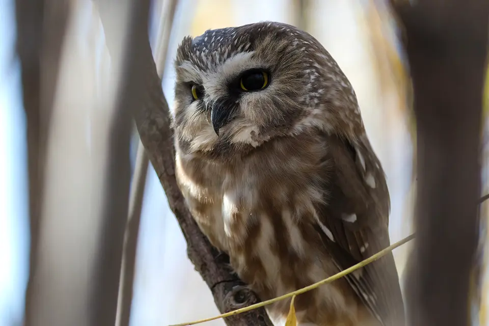 petite-nyctale-Northern-saw-whet-owl