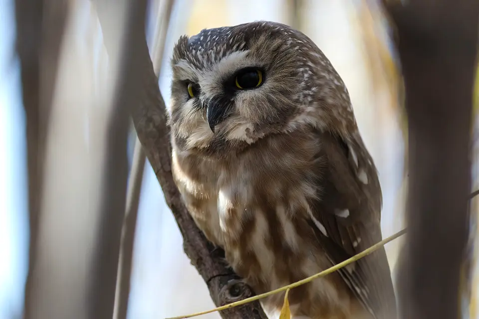 Animaux du Québec | Petite nyctale