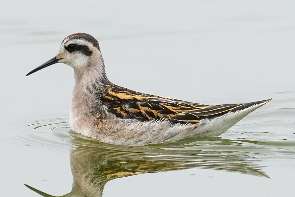 Animaux du Québec | Phalarope à bec étroit