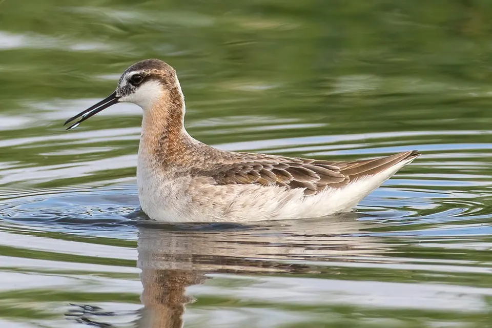 Animaux du Québec | Phalarope de Wilson