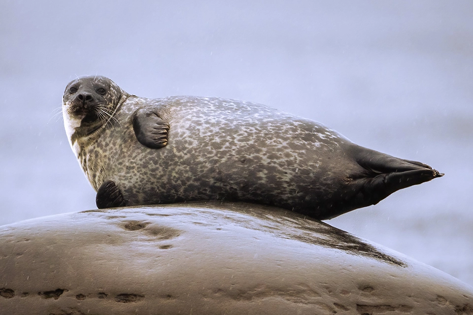 phoque-commun-harbour-seal