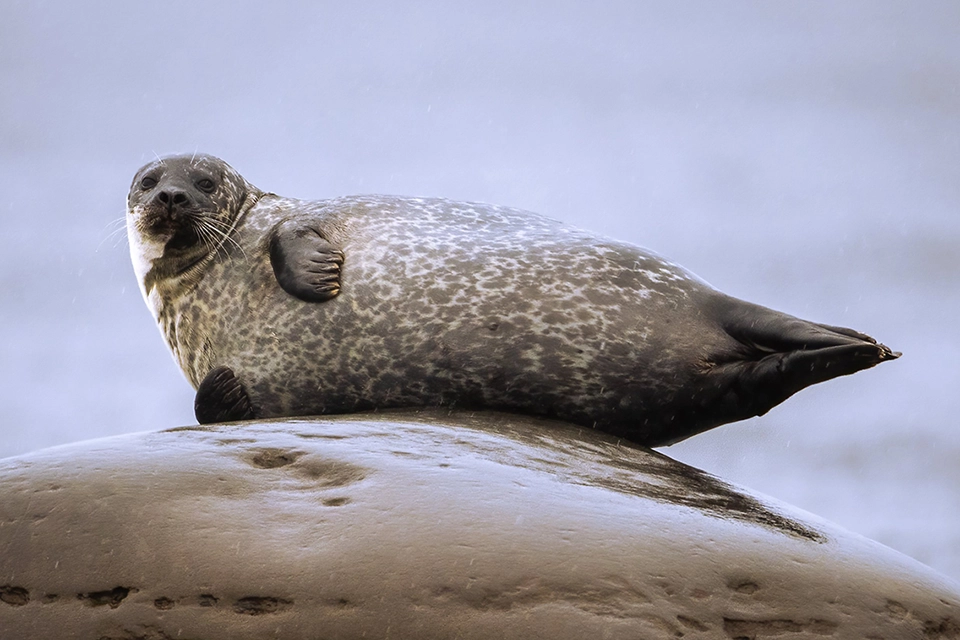 Animaux du Québec | Phoque commun