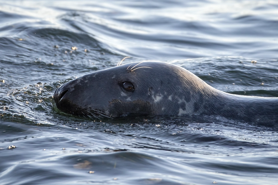 Animaux du Québec | Phoque gris