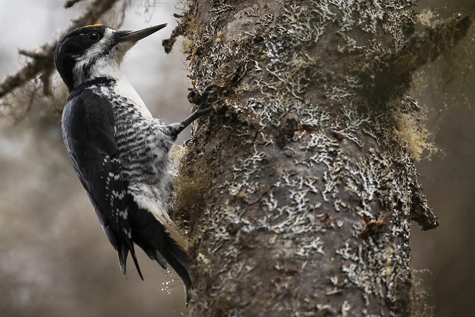 Animaux du Québec | Pic à dos noir