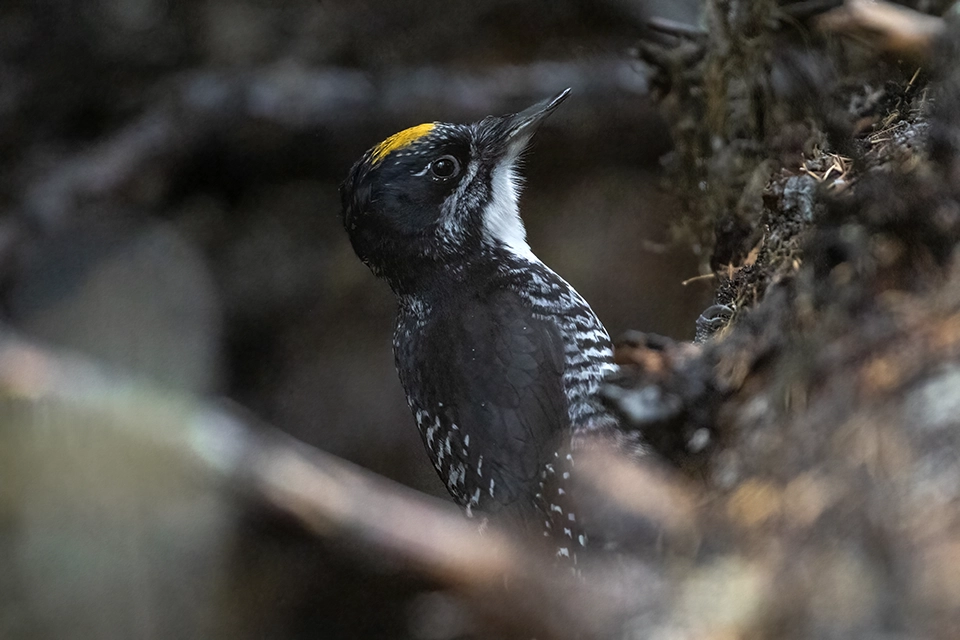 Animaux du Québec | Pic à dos rayé