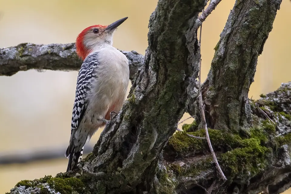 Animaux du Québec | Pic à ventre roux