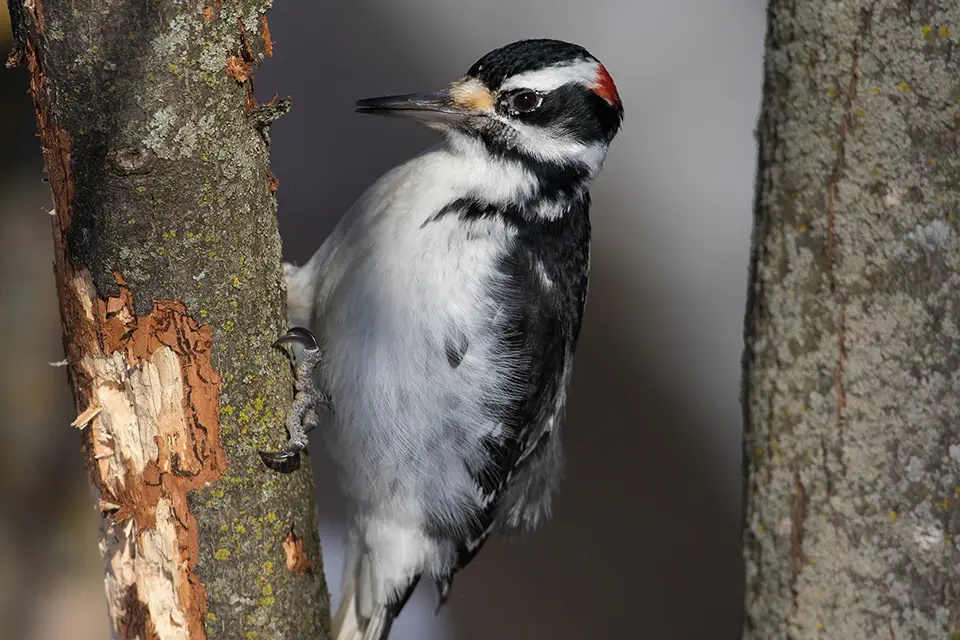 Animaux du Québec | Pic chevelu