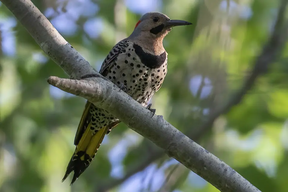 Animaux du Québec | Pic flamboyant