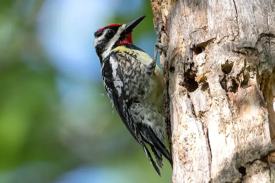 Animaux du Québec | Pic maculé
