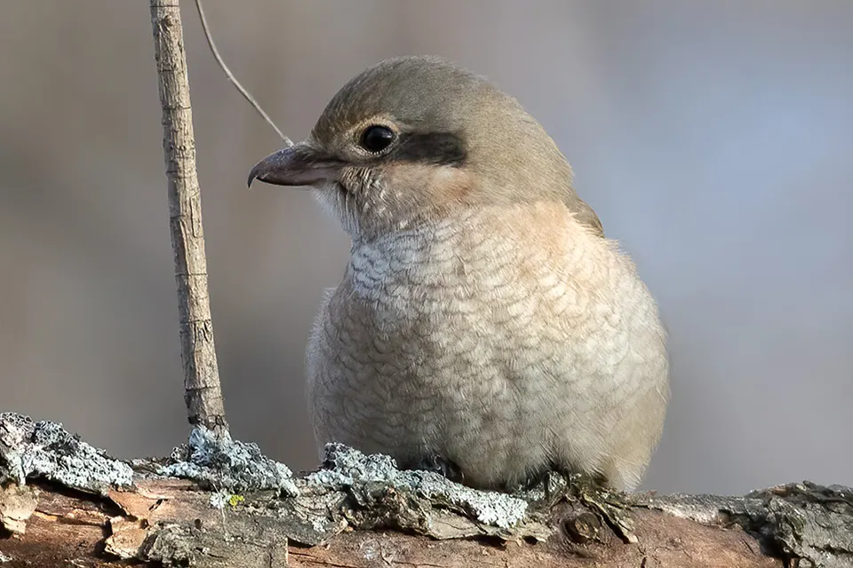 Animaux du Québec | Pie-grièche boréale