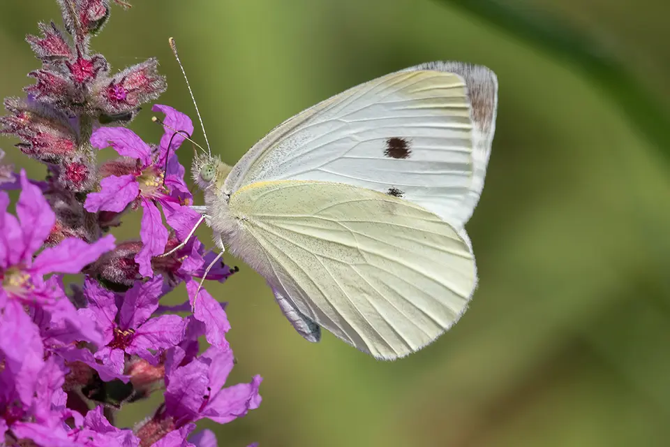Animaux du Québec | Piéride de la rave