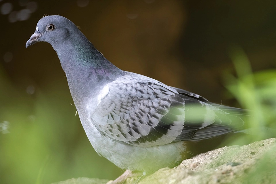 Animaux du Québec | Pigeon biset