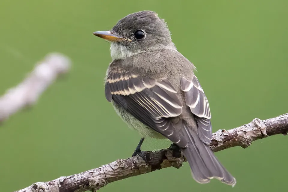 Animaux du Québec | Pioui de l'Est