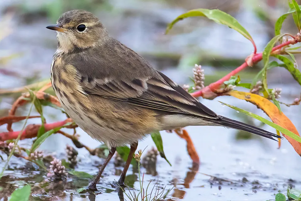 Animaux du Québec | Pipit d'Amérique