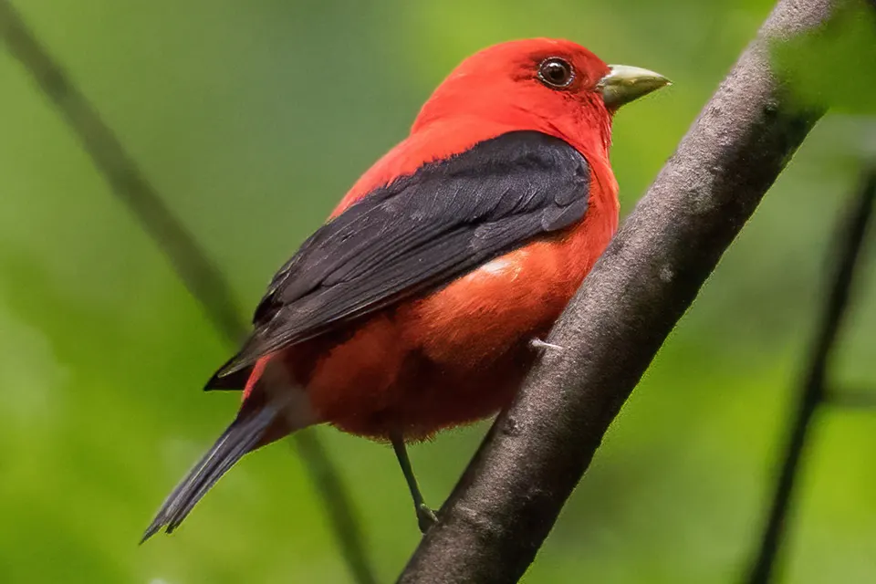 Animaux du Québec | Piranga écarlate