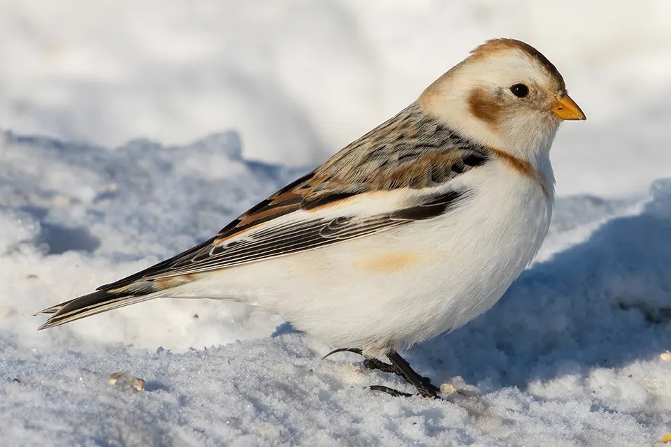 Animaux du Québec | Plectrophane des neiges