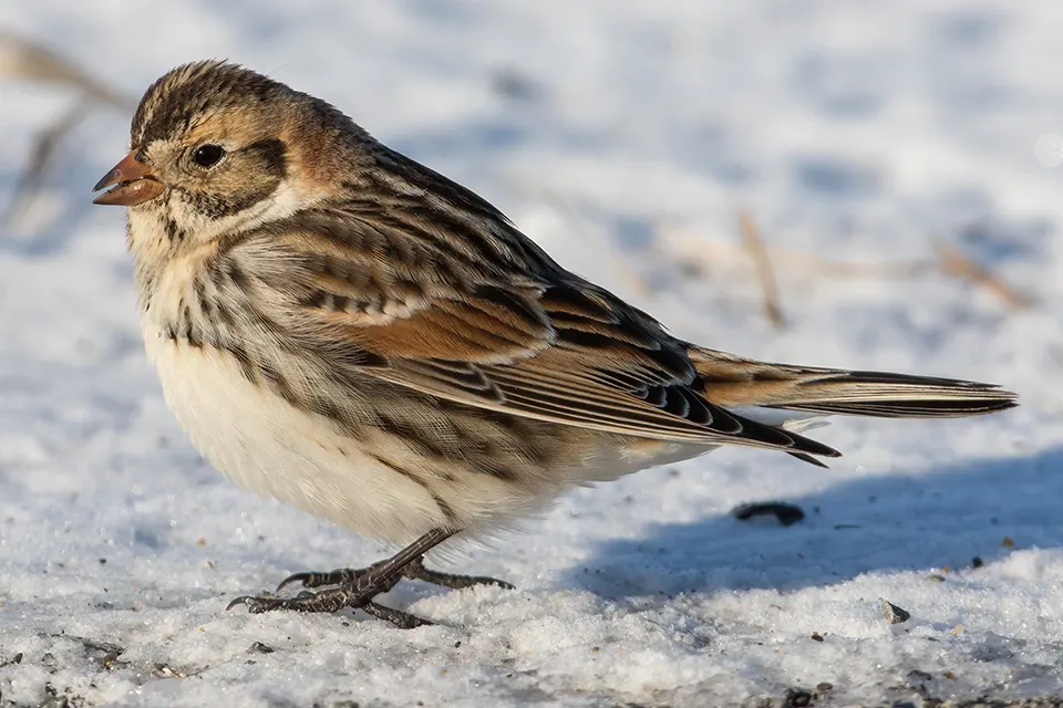 Animaux du Québec | Plectrophane lapon