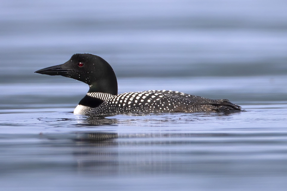 Animaux du Québec | Plongeon huard
