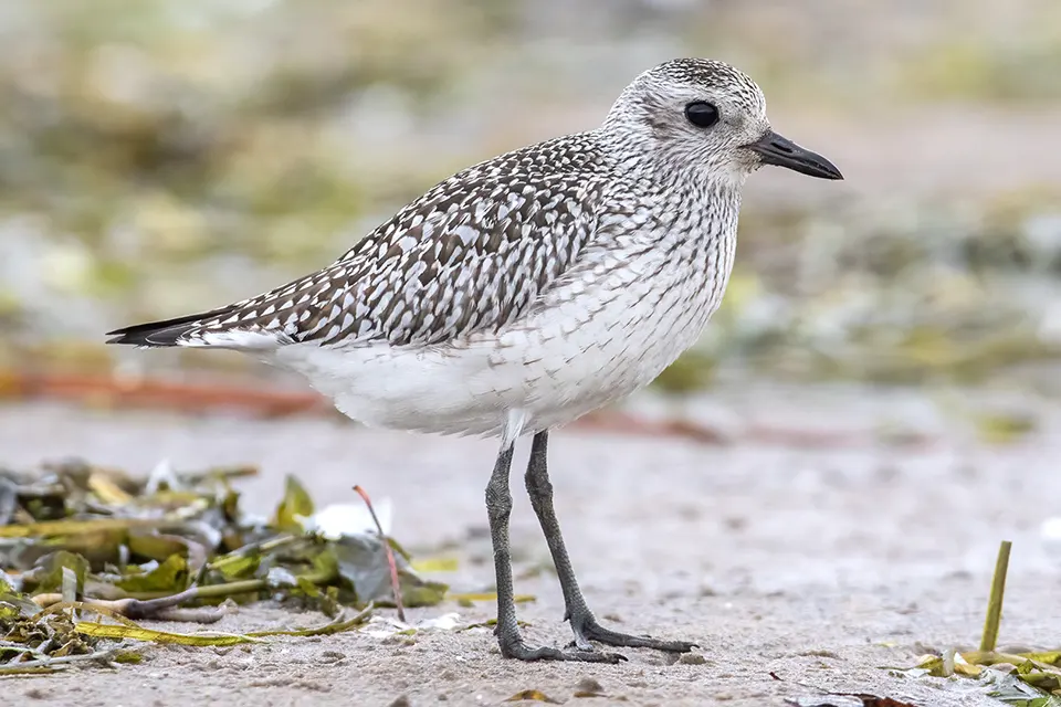 Animaux du Québec | Pluvier argenté