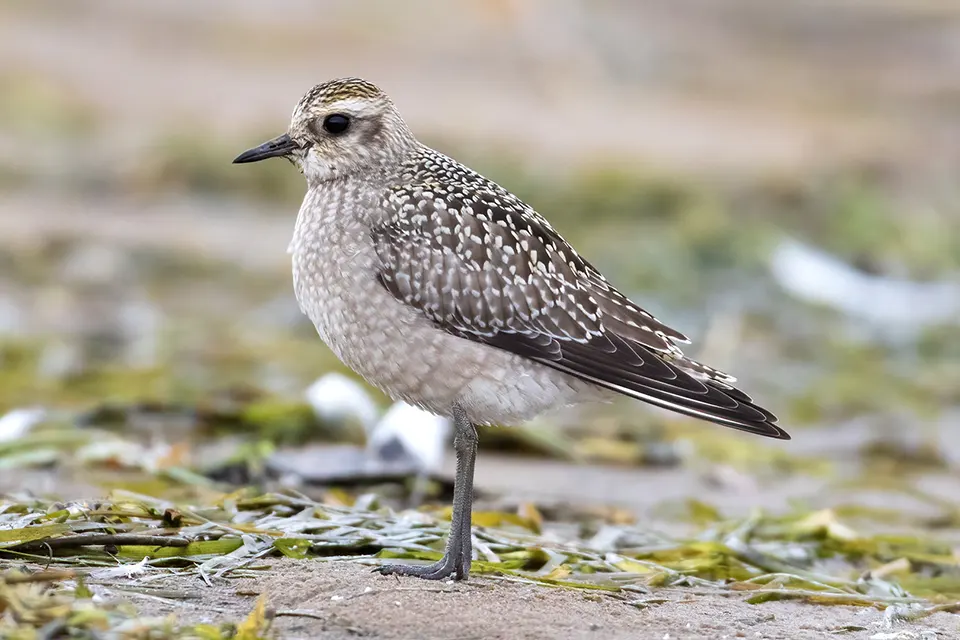Animaux du Québec | Pluvier bronzé