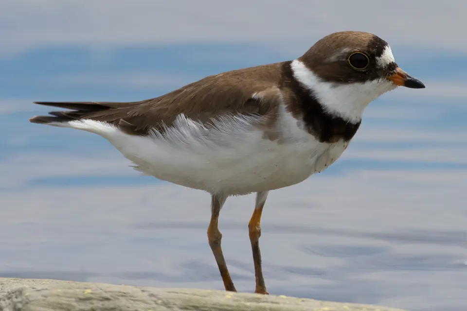 Animaux du Québec | Pluvier semipalmé