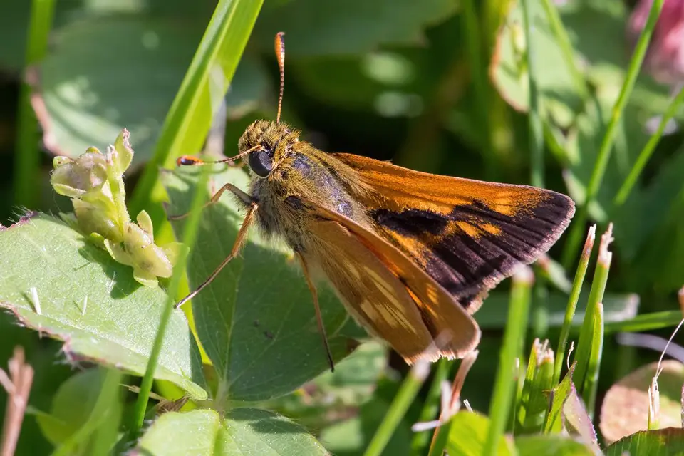 Animaux du Québec | Hespérie mystique