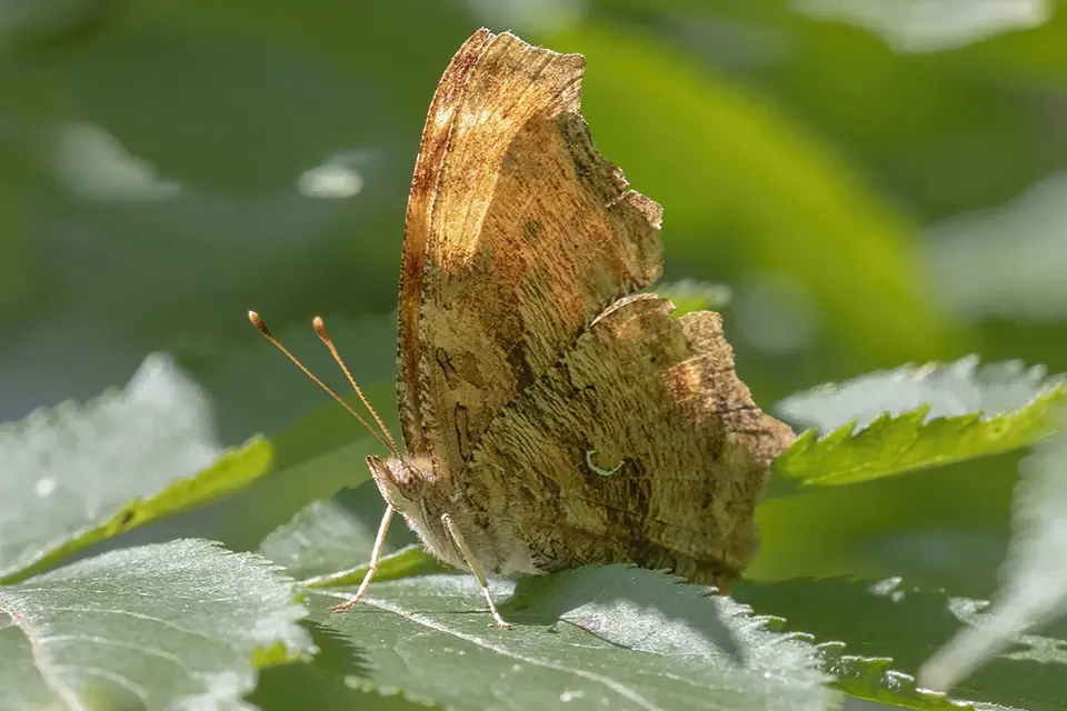 Animaux du Québec | Polygone virgule