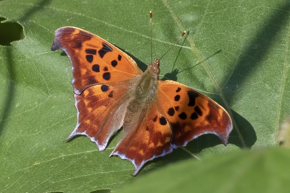 Animaux du Québec | Polygone à queue violacée