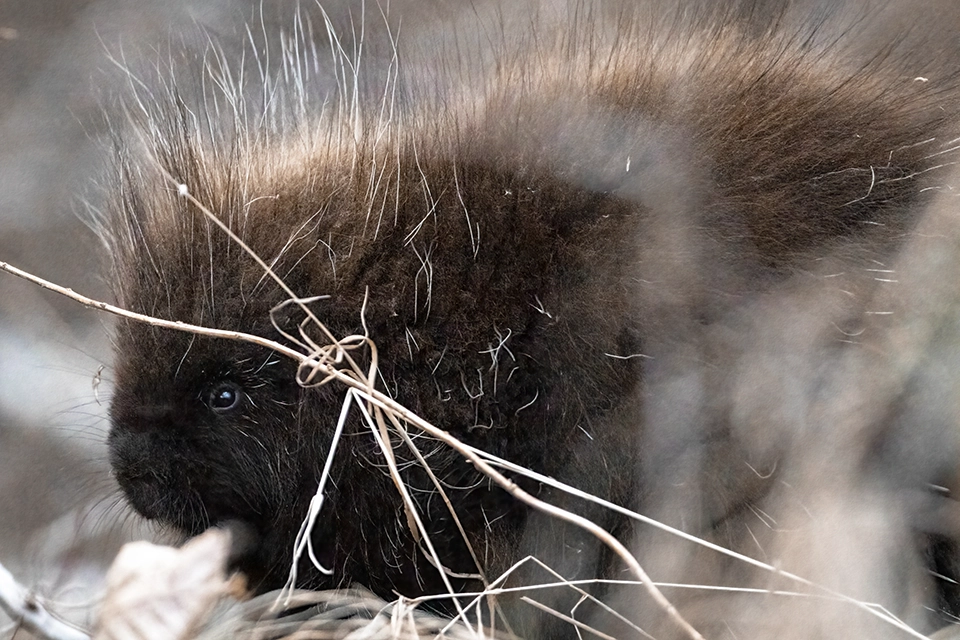 Animaux du Québec | Porc-épic d'Amérique