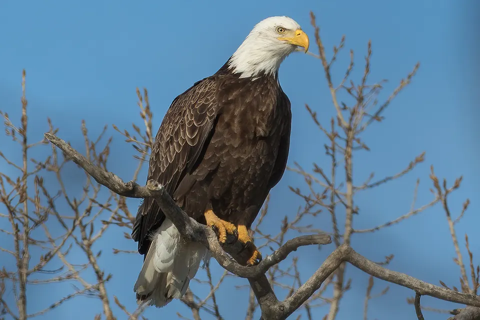 Animaux du Québec | Pygargue à tête blanche