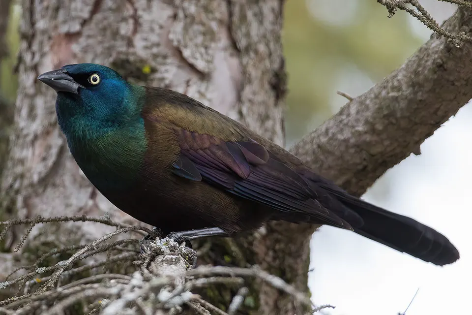 Animaux du Québec | Quiscale bronzé