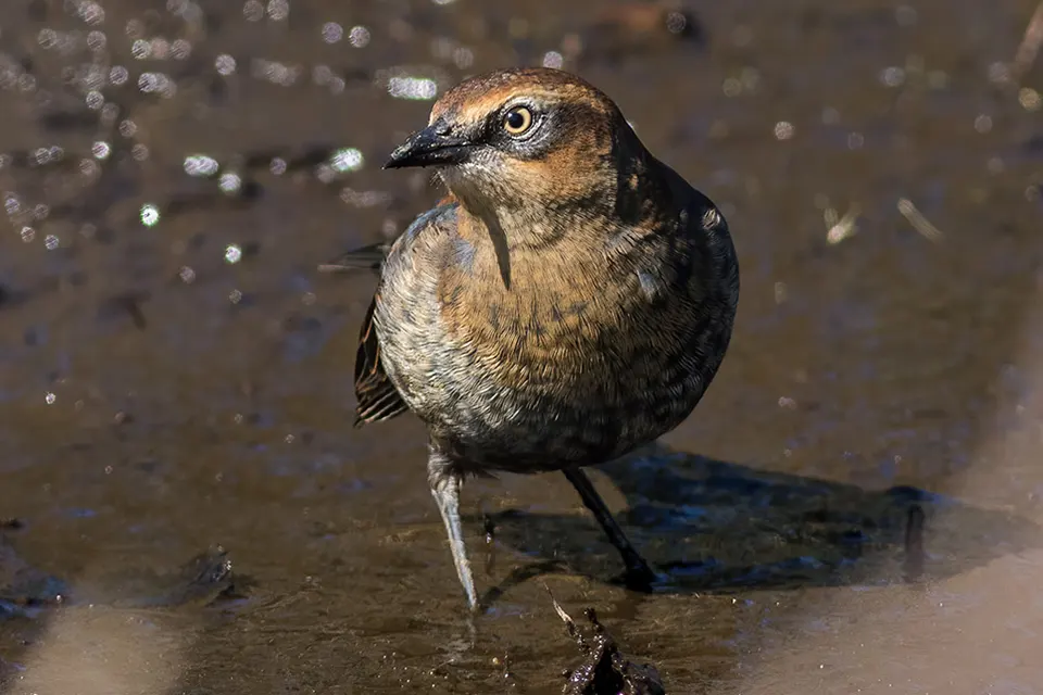 Animaux du Québec | Quiscale rouilleux