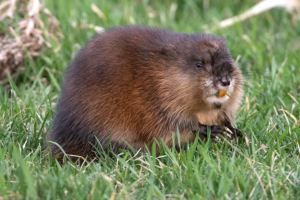 Animaux du Québec | Rat musqué