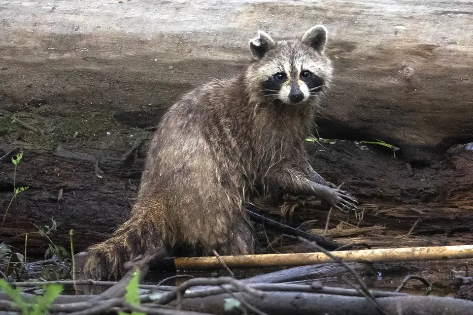 Animaux du Québec | Raton laveur